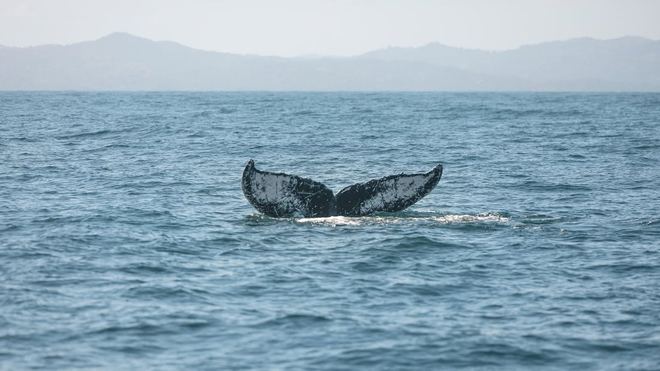 Samaná